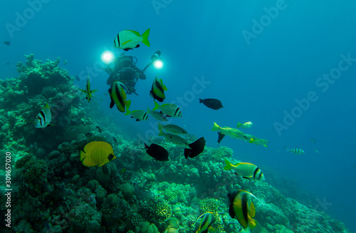 Unterwasserfotograf mit Fischen