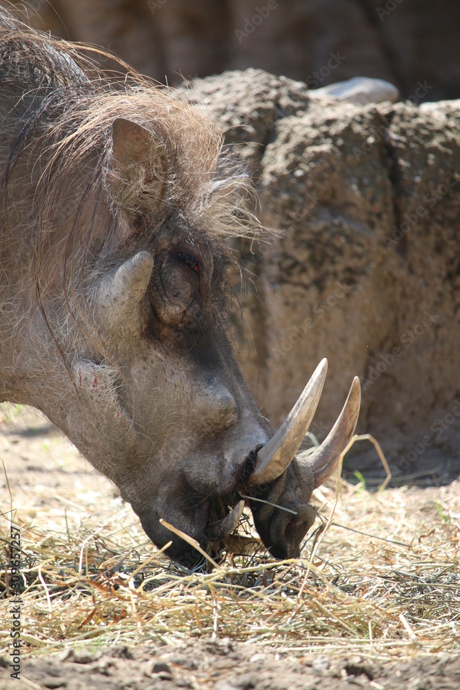 Warthog eating Warthog eating