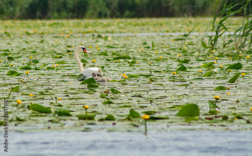 Swan with babies in danube delta