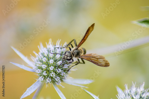 Wasp