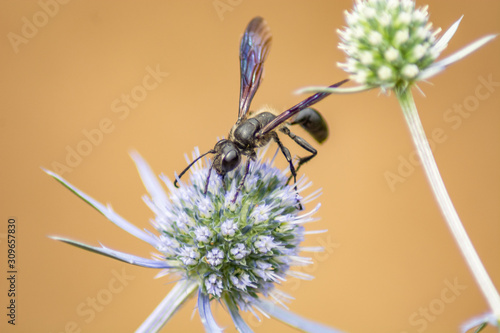 Wasp