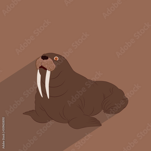 Walrus. The walrus is a marine mammal. Big Walrus vector web icon isolated on white background, EPS 10, top view