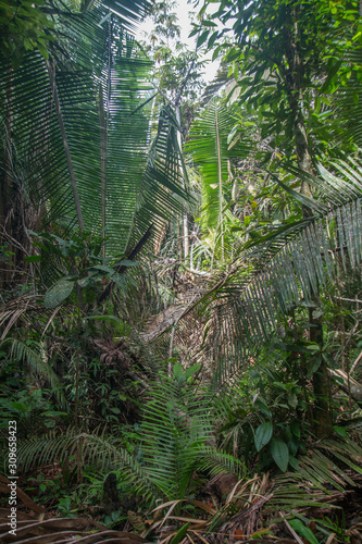 Dense jungle in the Amazon region  Brazil  South America