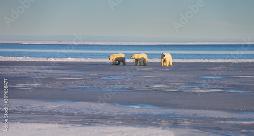 Polar bear sow and cubs on Barter Island Kaktovik Alaska on the Beaufort Sea Arctic Ocean photo