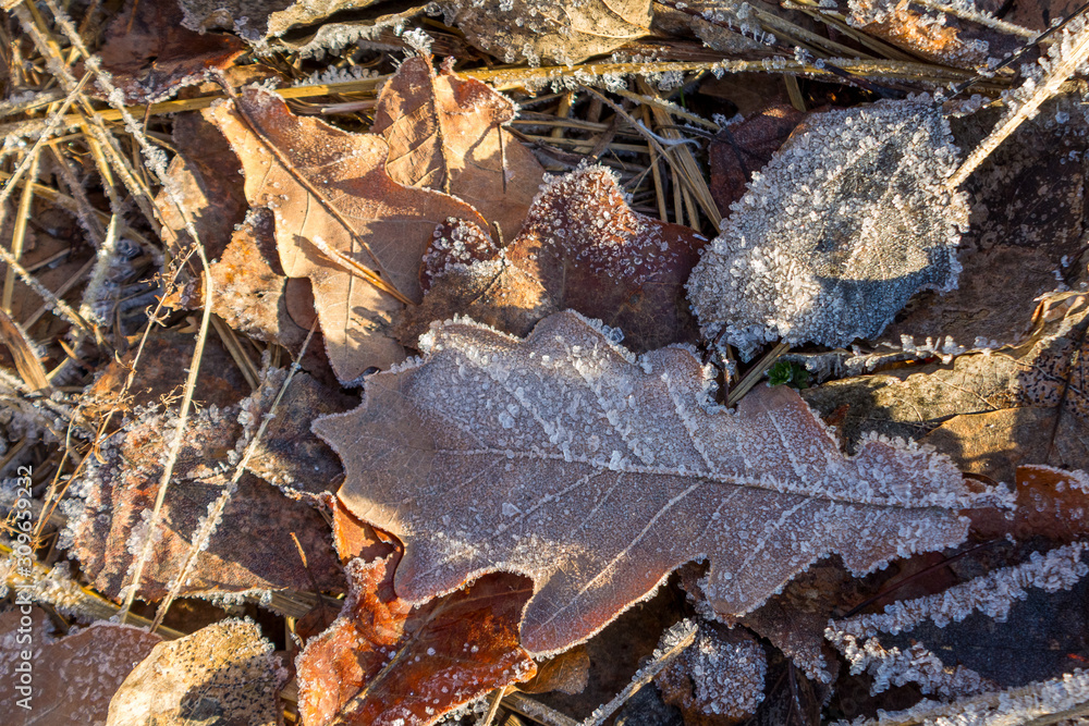 the frozen ice sheets in the winter , the snowflakes on the leaves