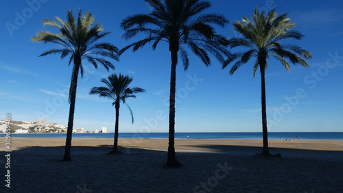 palmeras en la playa