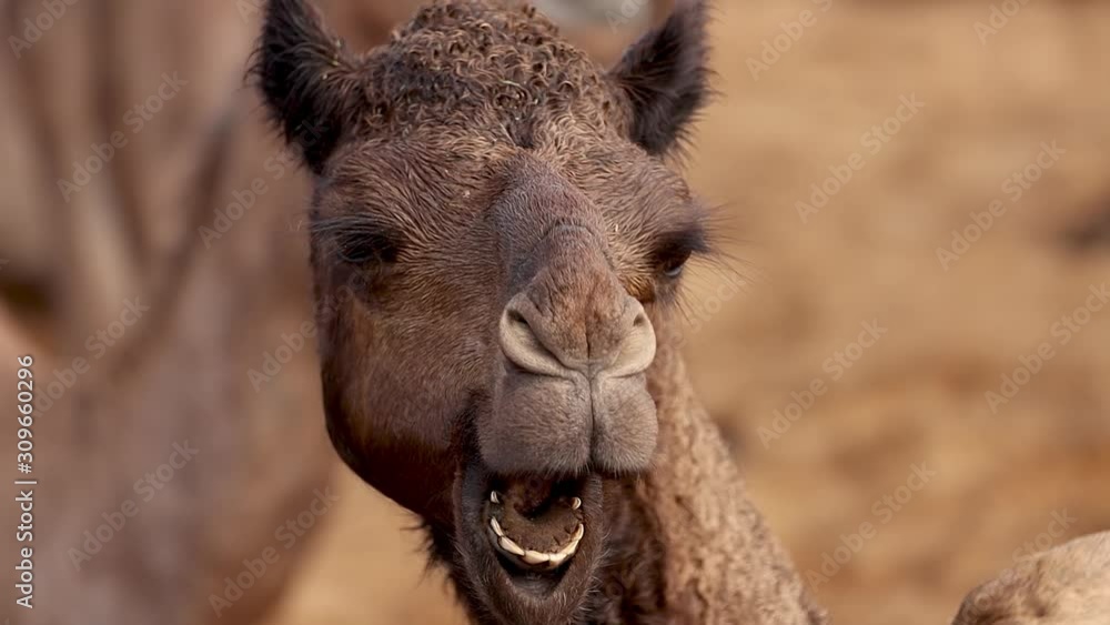 Camels in slow motion at the Pushkar Fair, also called the Pushkar Camel Fair or locally as Kartik Mela is an annual multi-day livestock fair and cultural held in the town of Pushkar Rajasthan, India. Camels in slow motion at the Pushkar Fair, also called the Pushkar Camel Fair or locally as Kartik Mela is an annual multi-day livestock fair and cultural held in the town of Pushkar Rajasthan, India.