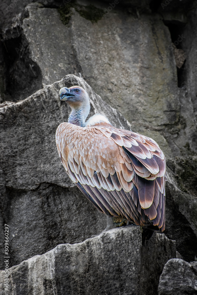 Griffon vulture, a large Old World vulture. Sand-coloured to dark brown ...