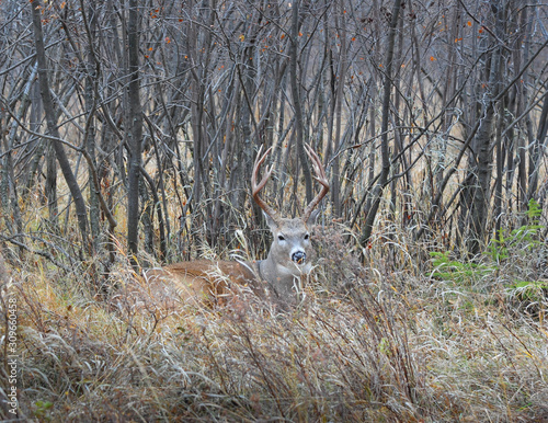 Big White Tail Buck hiding in the tall Grass resting from the  Fall Rut