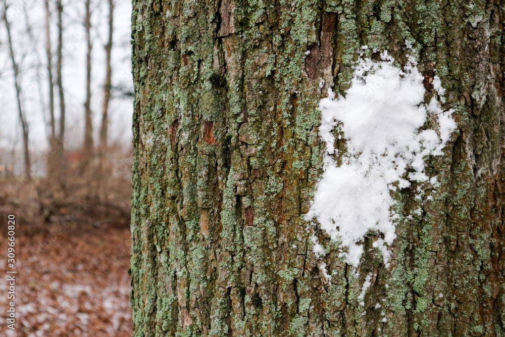 Obraz premium snowball mark on a tree trunk
