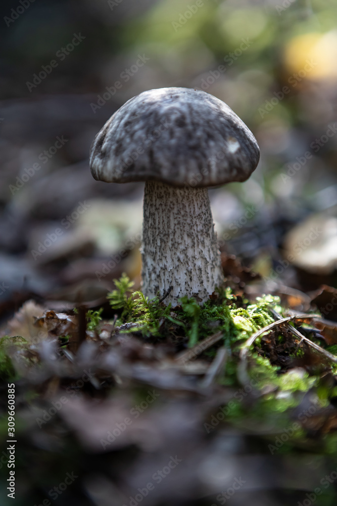 Single Young birch bolete (Leccinum scabrum) in the forest on the bokeh dreamy background Single Young birch bolete (Leccinum scabrum) in the forest on the bokeh dreamy background