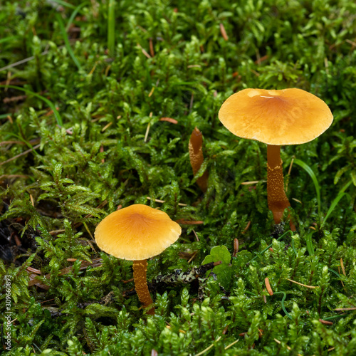 Macro photograph of two small orange mushrooms surrounded by bright green delicate moss plants. From a boreal forest setting. 