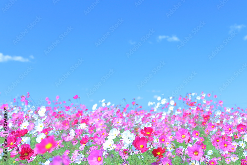 Flower, Wildflower, Landscape Flower, Wildflower, Landscape