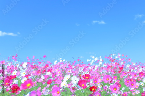 Flower, Wildflower, Landscape