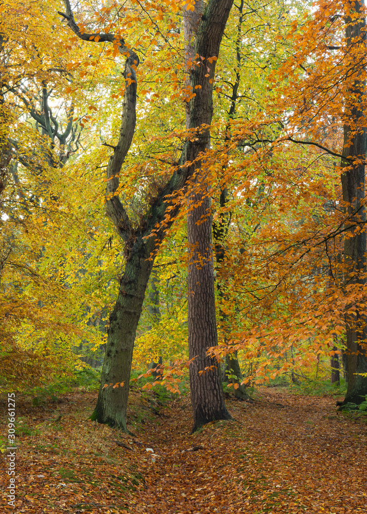 Plakat Autumn Woodland Landscape view. Gosforth. North East England. UK.
