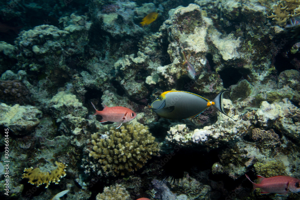 Doktorfisch Doktorfisch