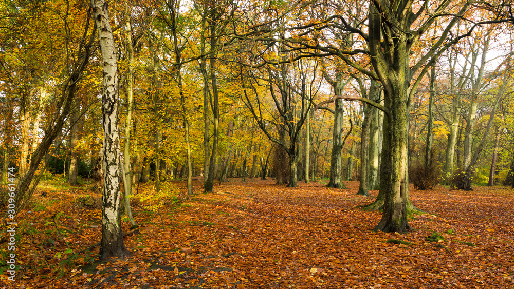 Obraz premium Autumn Woodland Landscape view. Gosforth. North East England. UK.