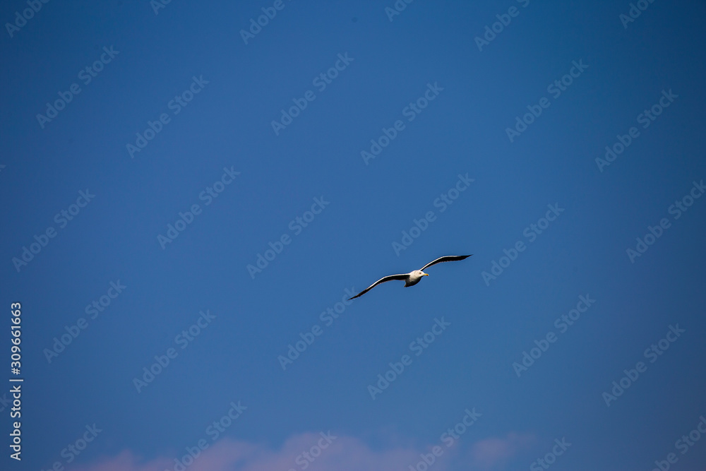 Fototapeta premium seagull flying in the sky against the background of clouds
