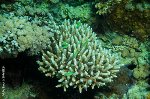 Koralle mit Fischen