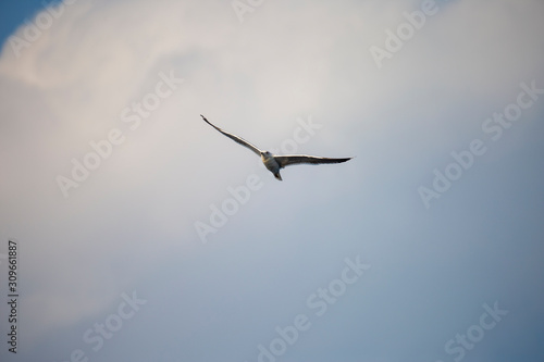 seagull flying in the sky against the background of clouds