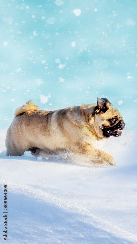 puppy run in snow field. Pug dog puppy run in snow field. Pug dog