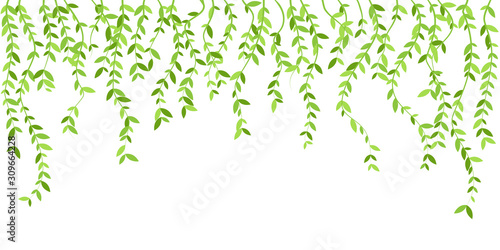 Hanging plants with green leaves. Simplistic foliage border. Vertical isolated vector decoration. © IlayaStudio