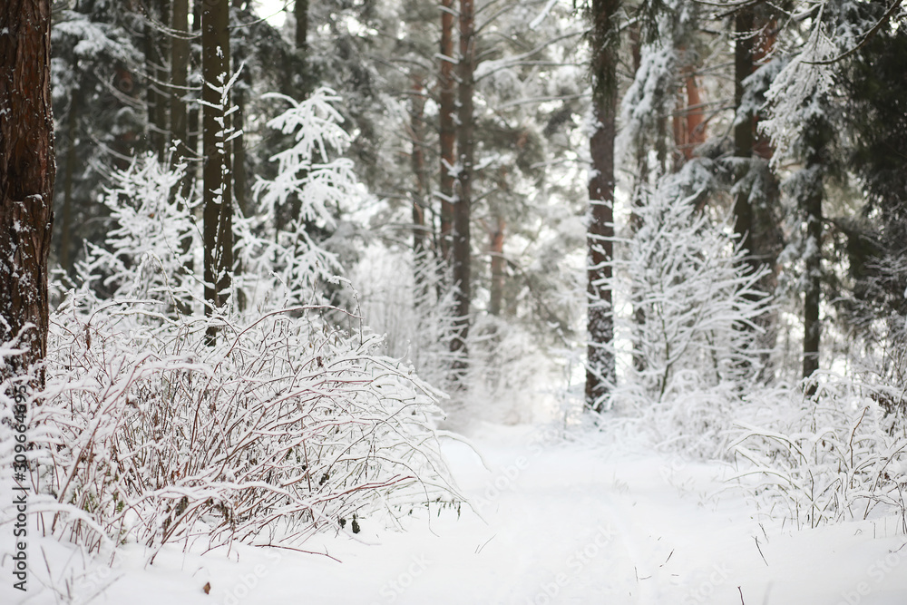 Winter landscape. Forest under the snow. Winter in the park. Winter landscape. Forest under the snow. Winter in the park.