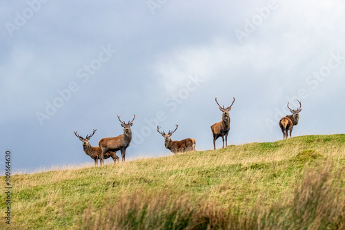 Red deer of the Scottish highlands