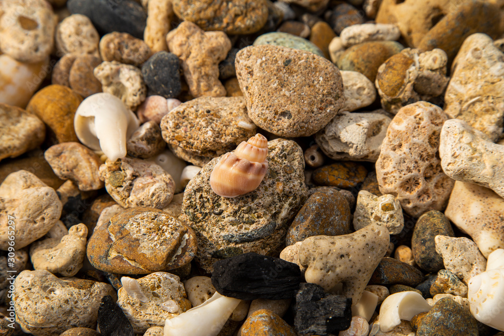 seashells on stones on the seashore seashells on stones on the seashore
