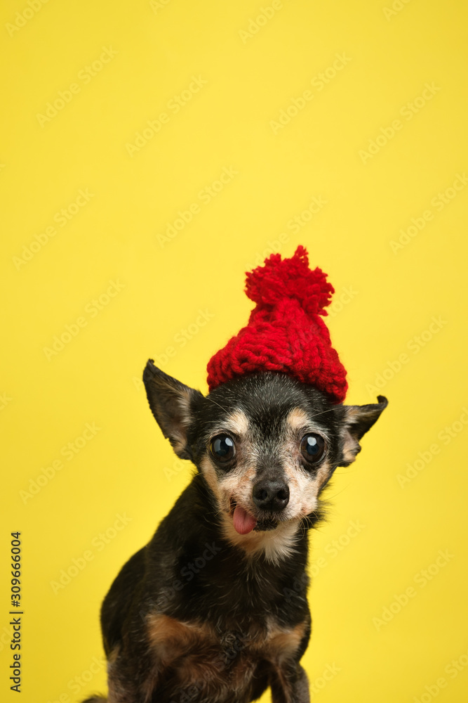 Plakat pies w kapeluszu