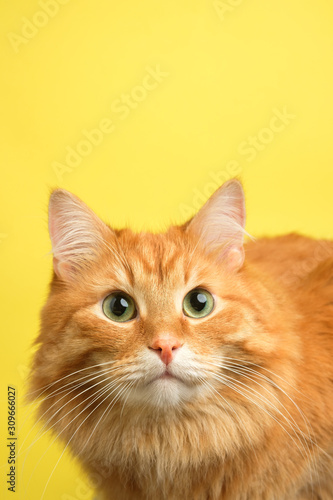  beautiful ginger cat © Konstantin