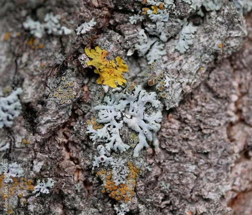 A snowflake tangled in a web stretched over lichens on the bark of a tree on a cloudy winter day. The approach of the New year and Christmas. Water crystals in nature. photo