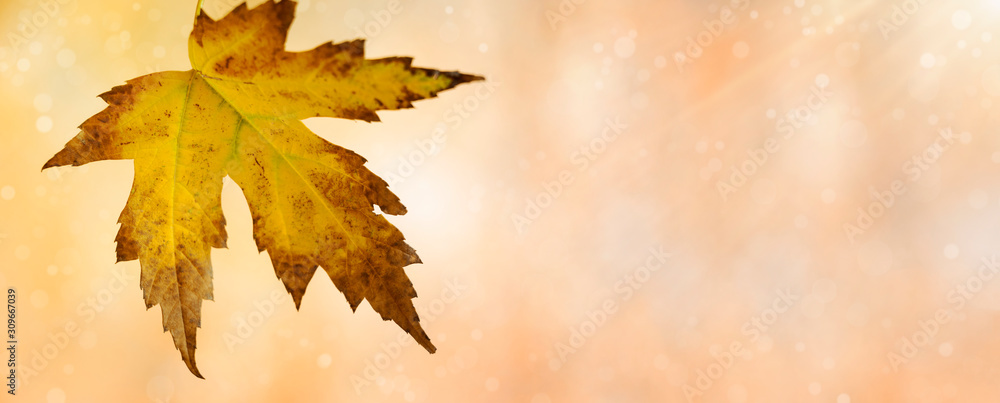 Autumn leaves on bokeh background. Close up. Colourful dry maple leaves ( Sapindaceae leaf ) Autumn leaves on bokeh background. Close up. Colourful dry maple leaves ( Sapindaceae leaf )