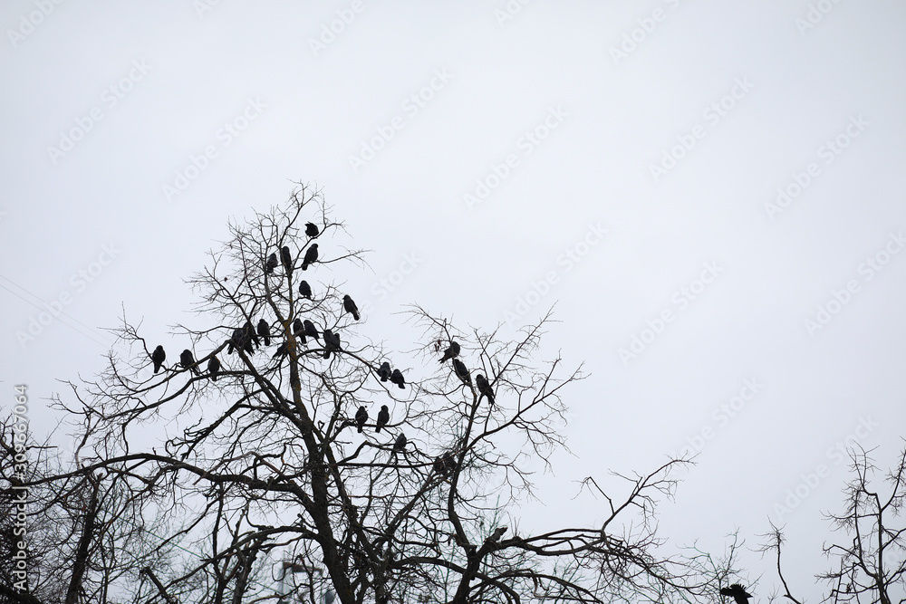 Fototapeta premium Winter Park. Landscape in snowy weather. January.