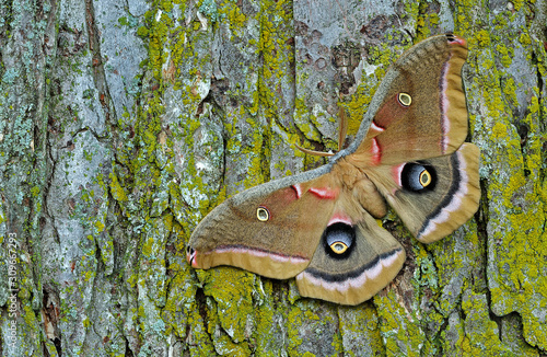 Polyphemus moth (Antheraea polyphemus) resting on tree trunk photo