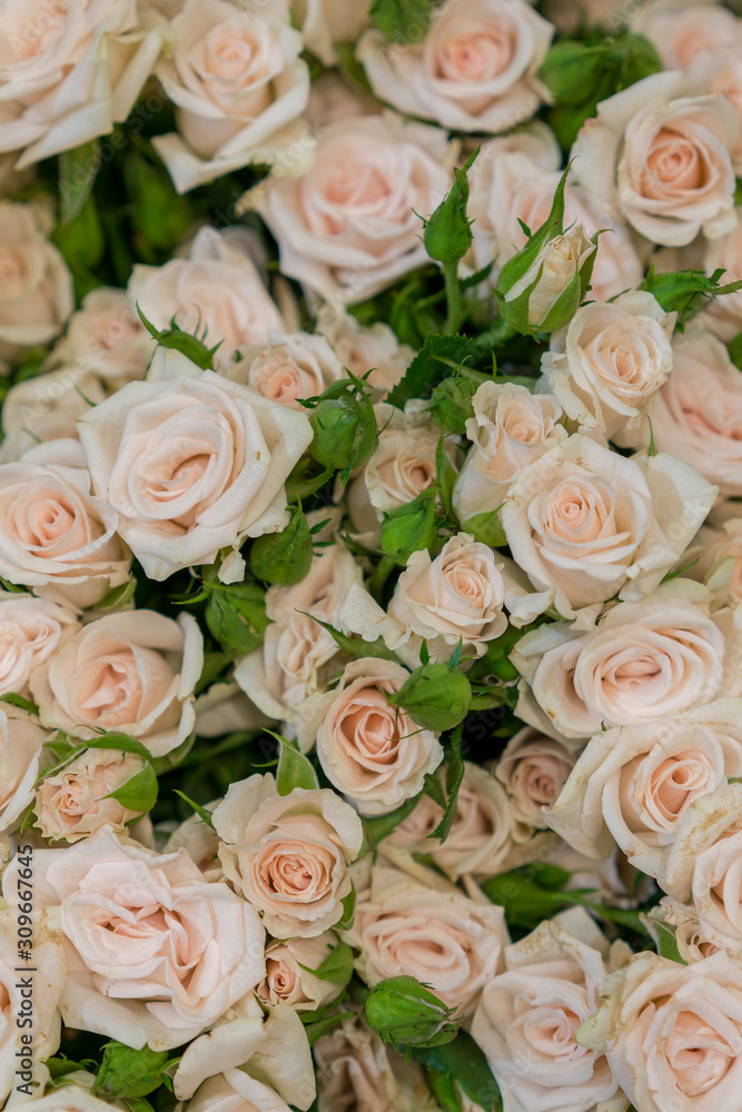 Beige roses background. White roses horizontal seamless pattern. White roses arrangement. A huge bouquet of beige roses. vertical photo Beige roses background. White roses horizontal seamless pattern. White roses arrangement. A huge bouquet of beige roses. vertical photo