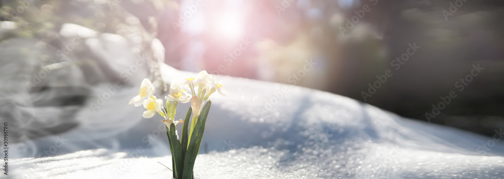 The first spring flower. Snowdrop in the forest. Spring sunny day in the forest. - obrazy, fototapety, plakaty 