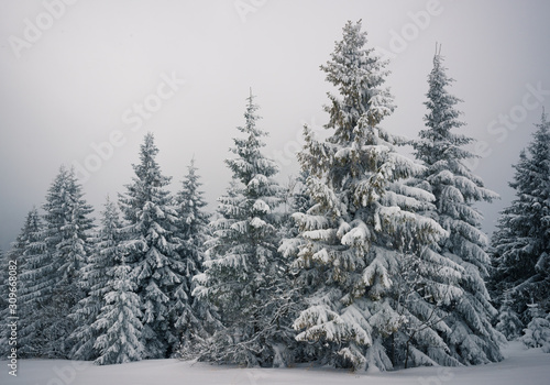 Bottom view beautiful slender snowy fir trees