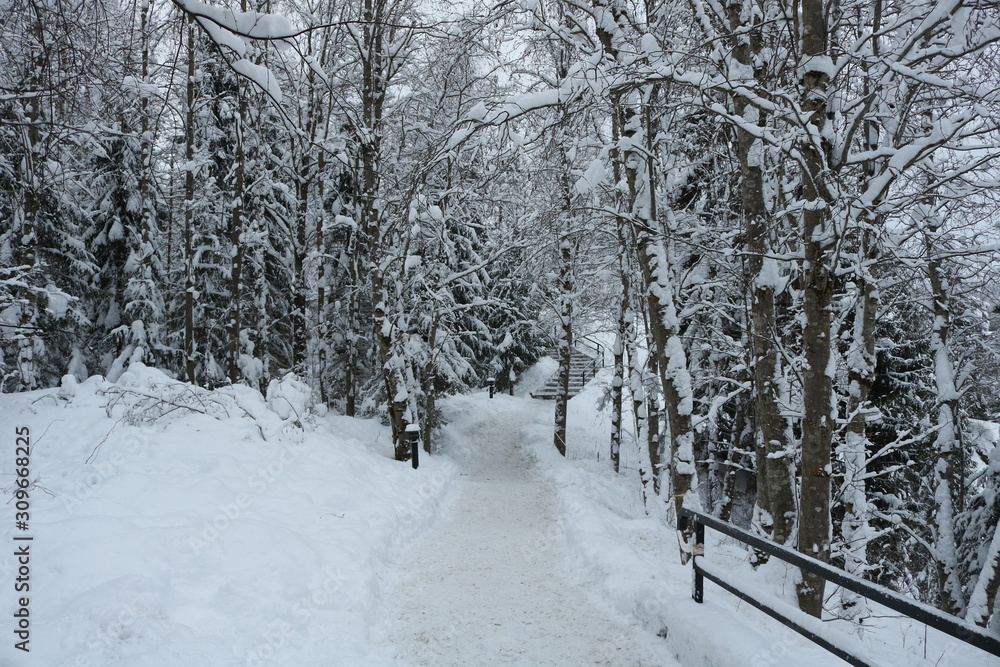Winter landscapes in the forest Winter landscapes in the forest