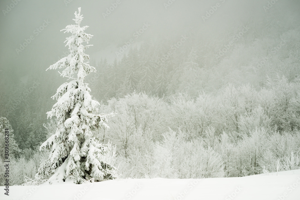 Harsh winter landscape beautiful snowy fir trees Harsh winter landscape beautiful snowy fir trees