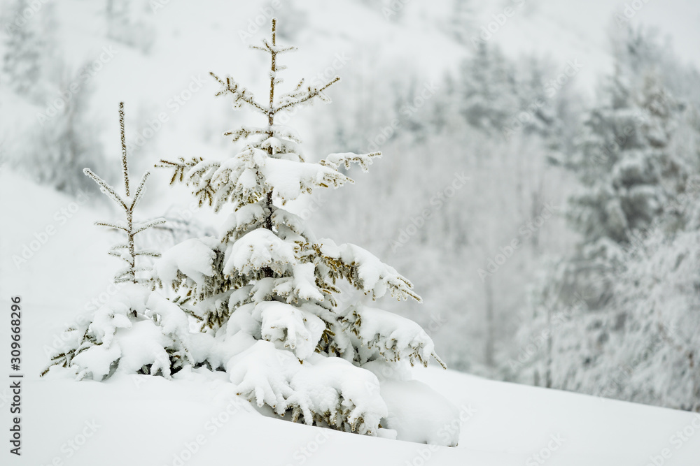 Obraz premium Beautiful mesmerizing harsh fog landscape