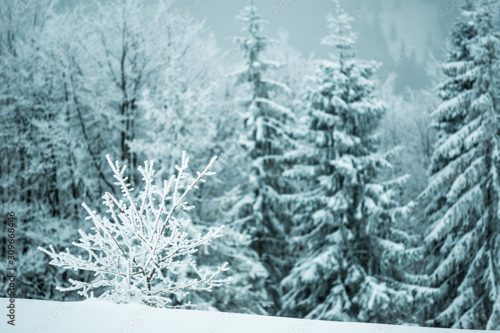 Small fragile tree covered with hoarfrost Small fragile tree covered with hoarfrost