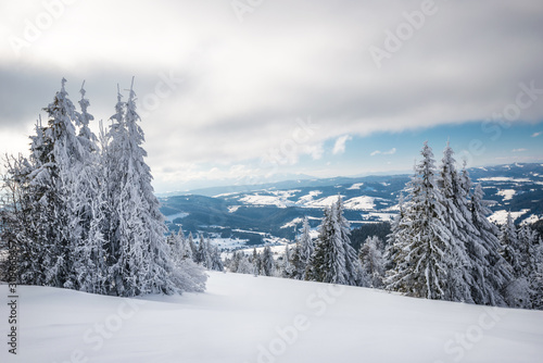 Sunny winter landscape of snowdrifts