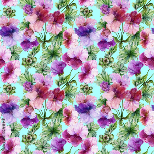 Beautiful regal pelargonium (geranium) flower with green leaves on turquoise ...