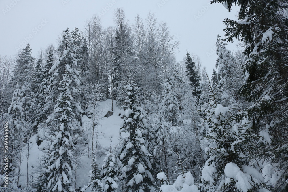 Snow-covered forest on the mountainside Snow-covered forest on the mountainside