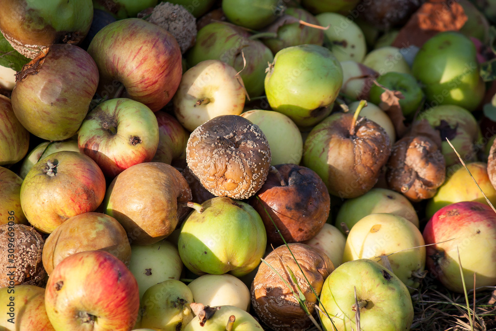 many partly rotten apples in autumn garden many partly rotten apples in autumn garden