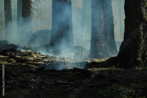 Kontrolliertes Feuer in Sequoia National Park USA