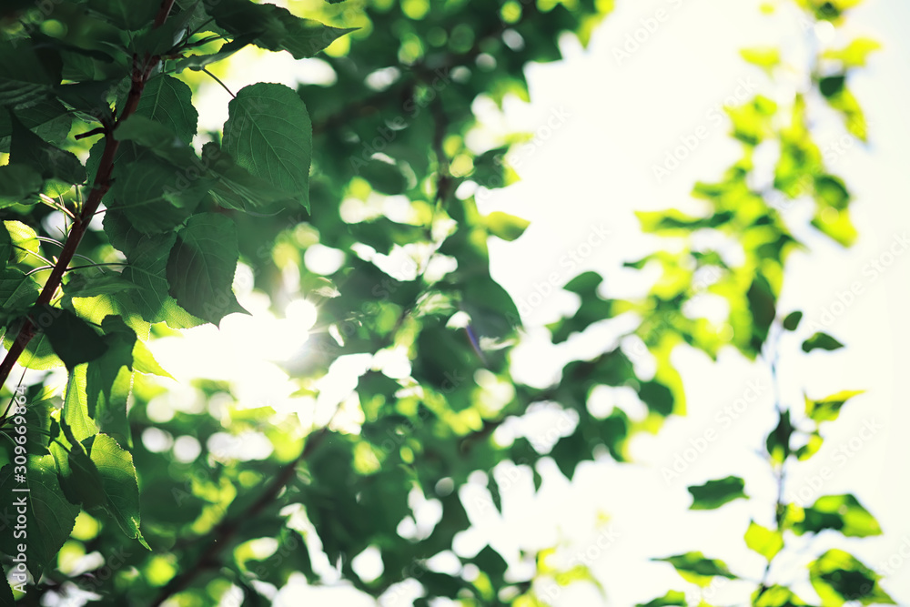 Bright spring greens at dawn in the forest. Nature comes to life in early spring.