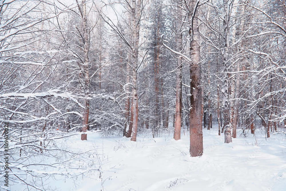 Winter forest landscape. Tall trees under snow cover. January frosty day in the park.