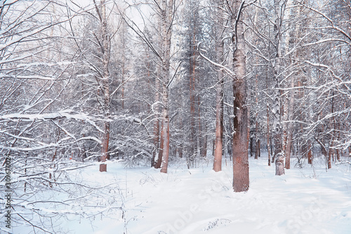 Winter forest landscape. Tall trees under snow cover. January frosty day in the park. © alexkich